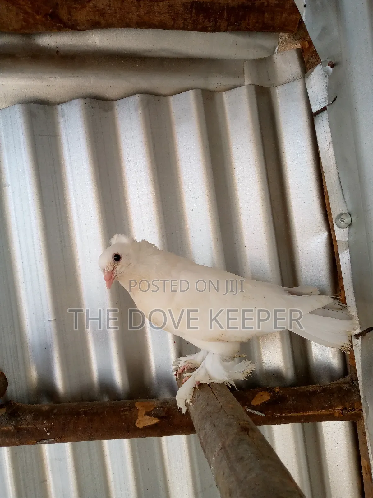 Friendly Fantail Pigeons