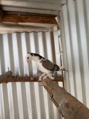 Friendly Fantail Pigeons