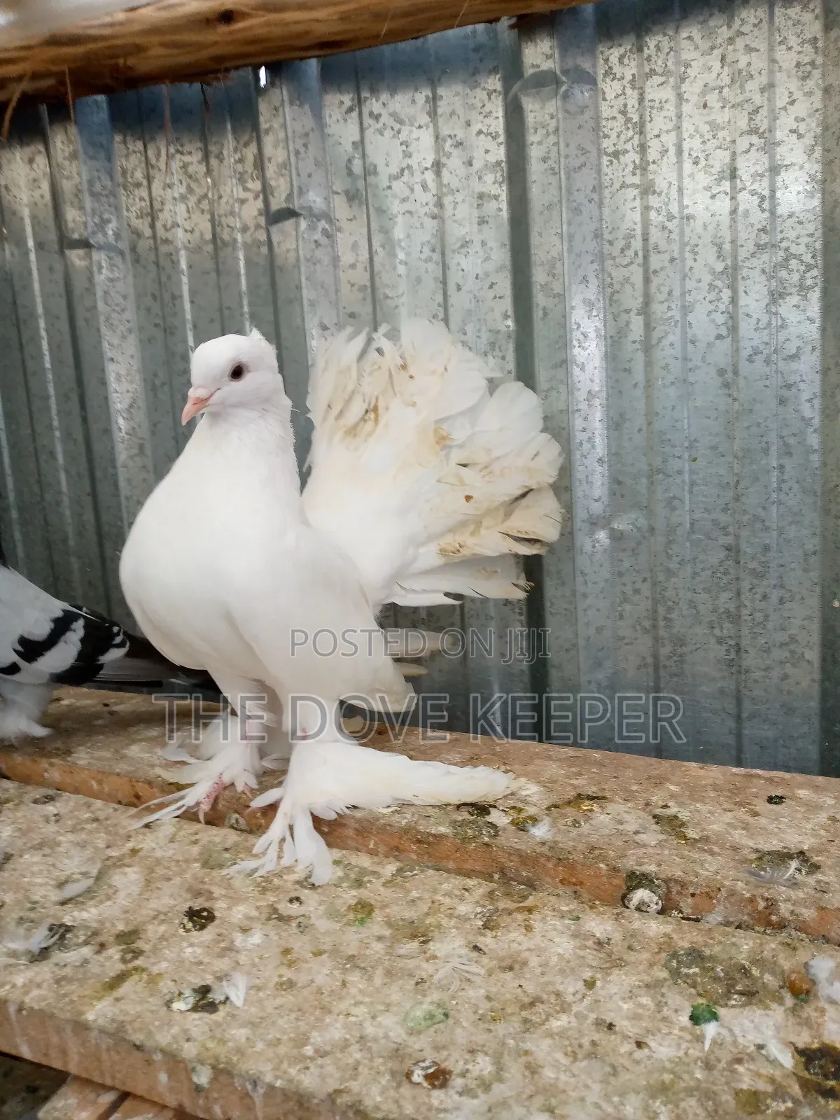 Home Doves