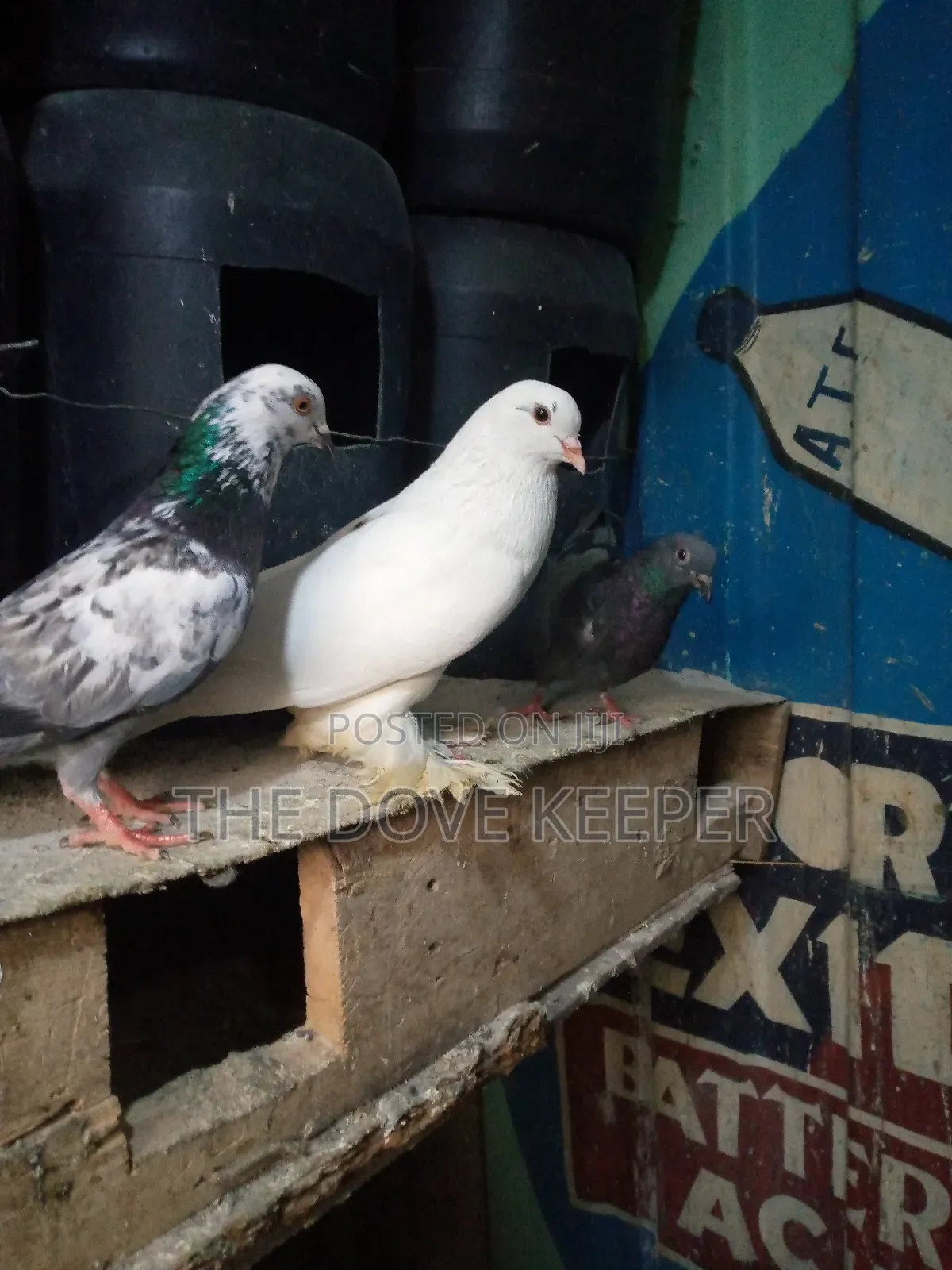 Home Doves