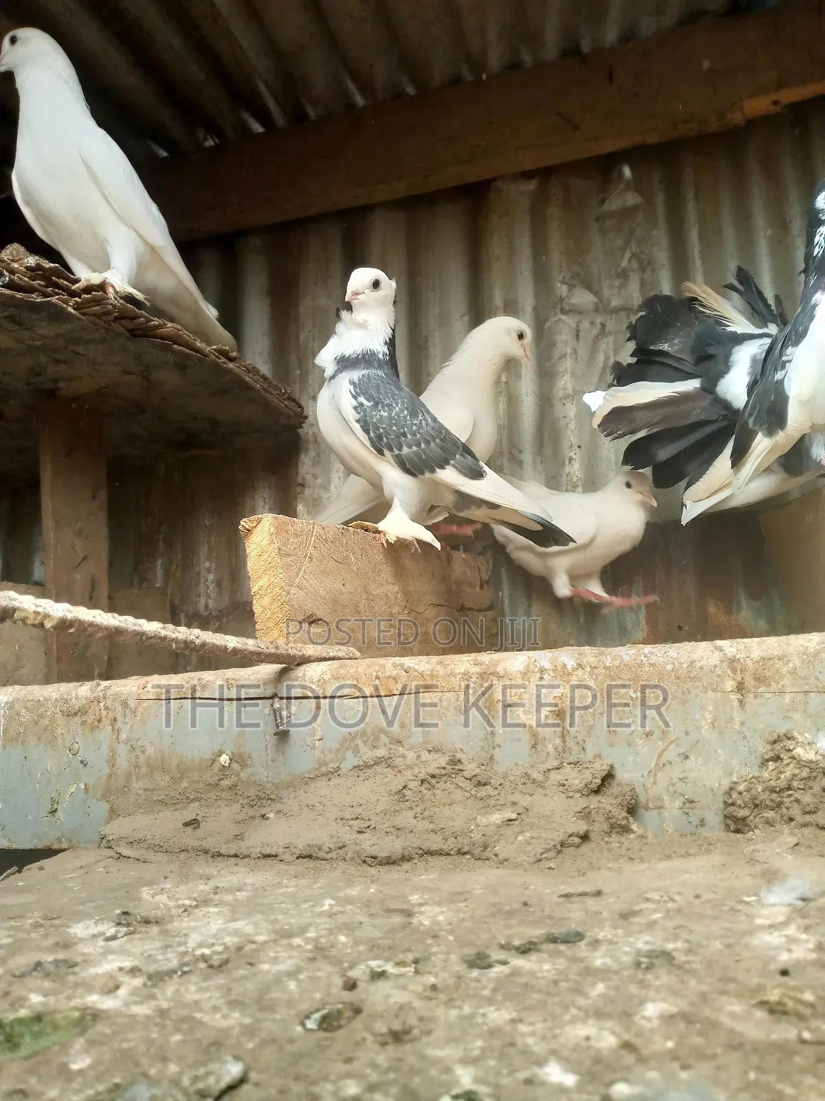 Home Doves