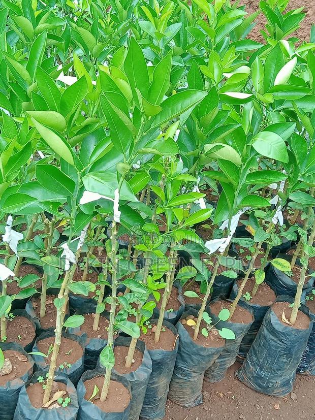 Grafted Pixie Oranges - thumbnail 3