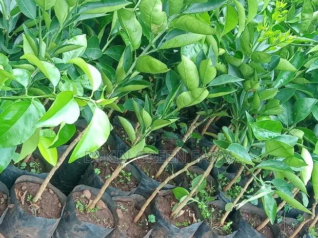 Grafted Pixie Oranges - thumbnail 5