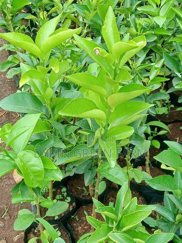 Grafted Pixie Oranges - thumbnail 10