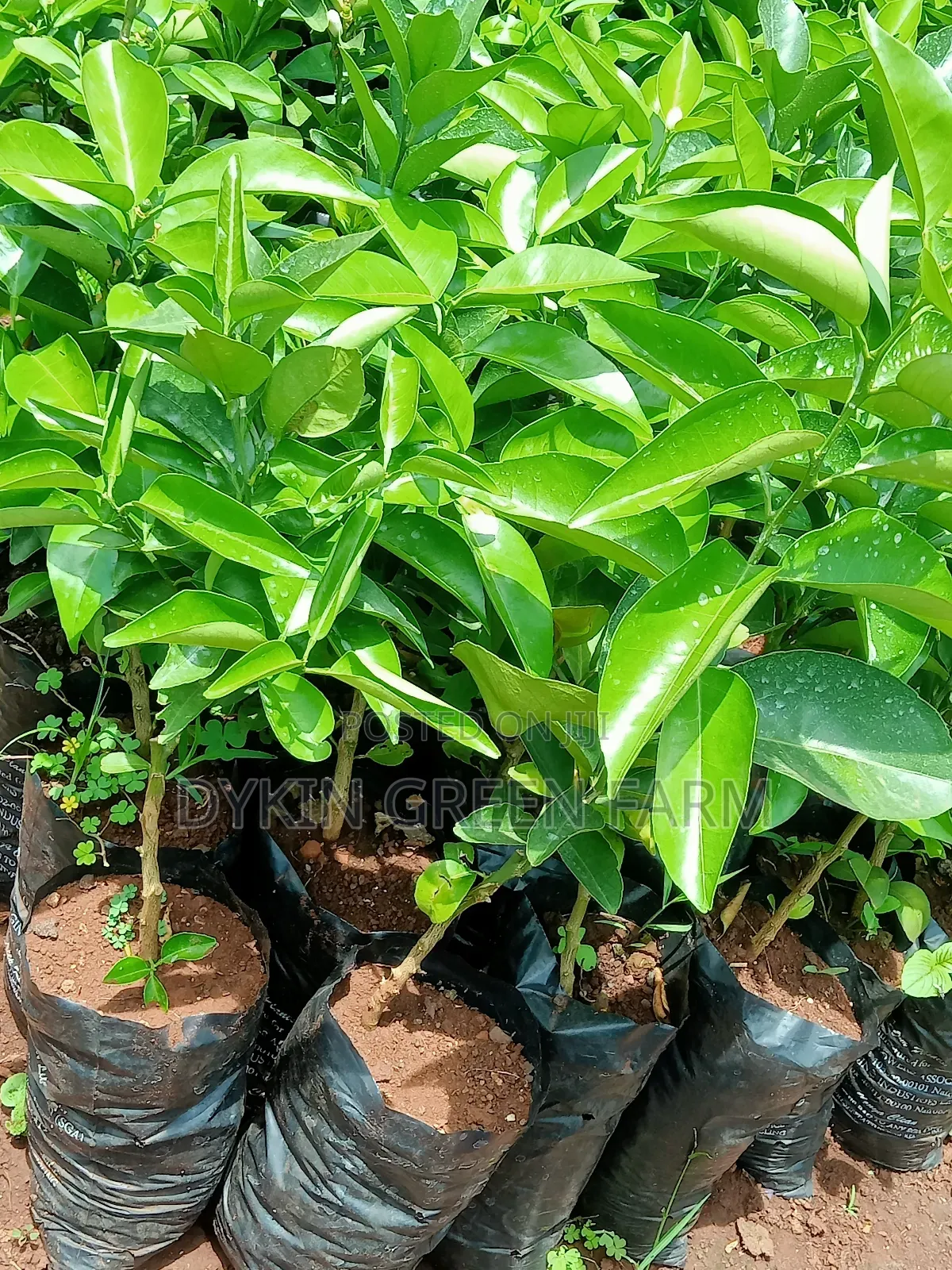 Grafted Pixie Oranges