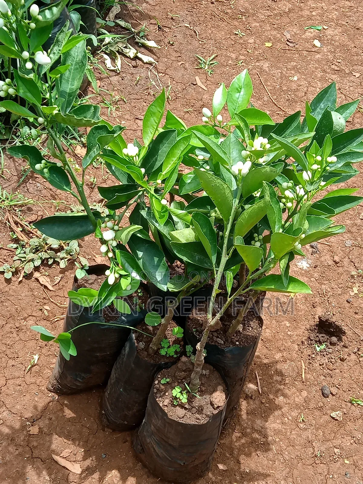 Grafted Pixie Oranges