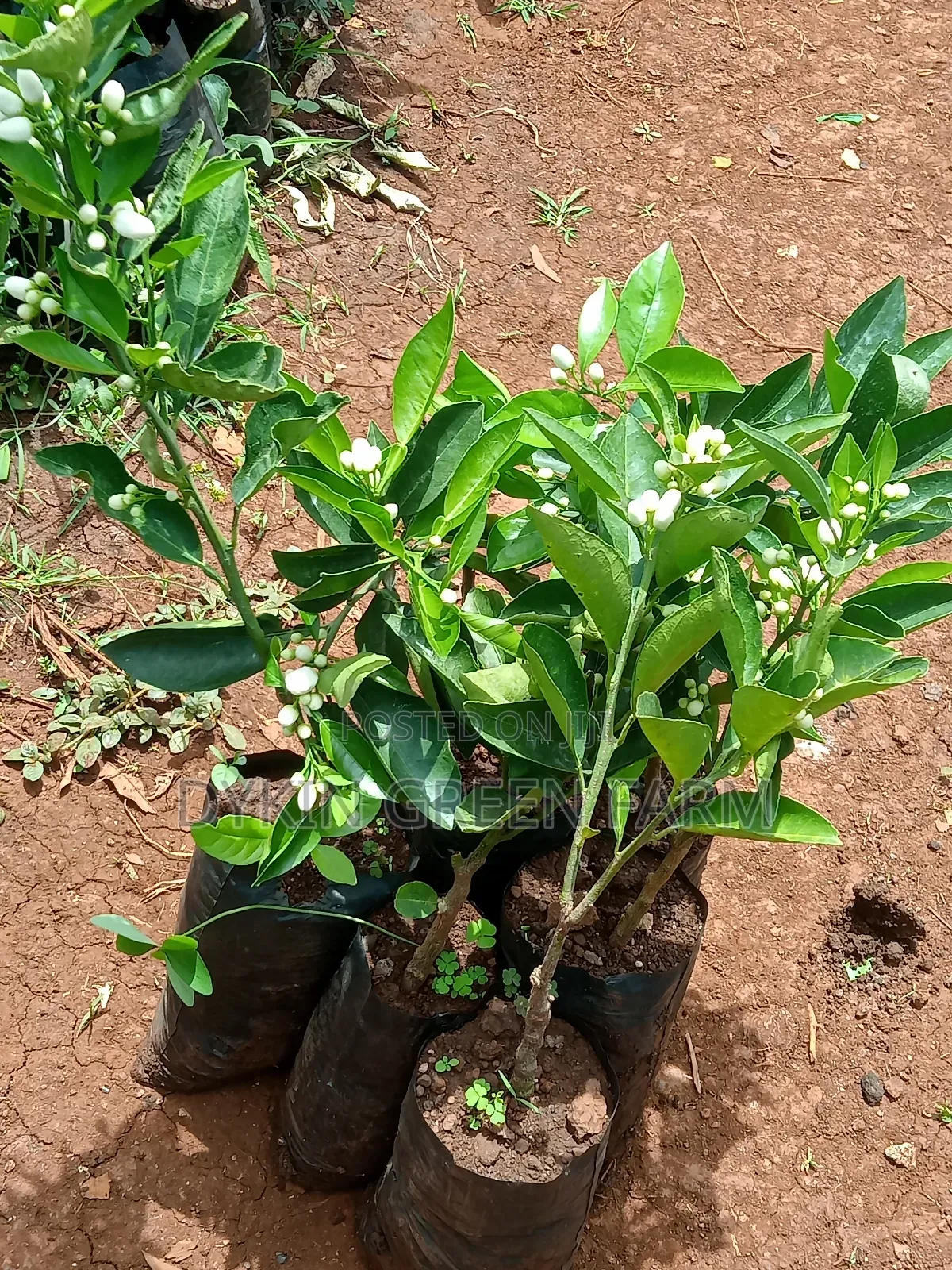 Grafted Pixie Oranges