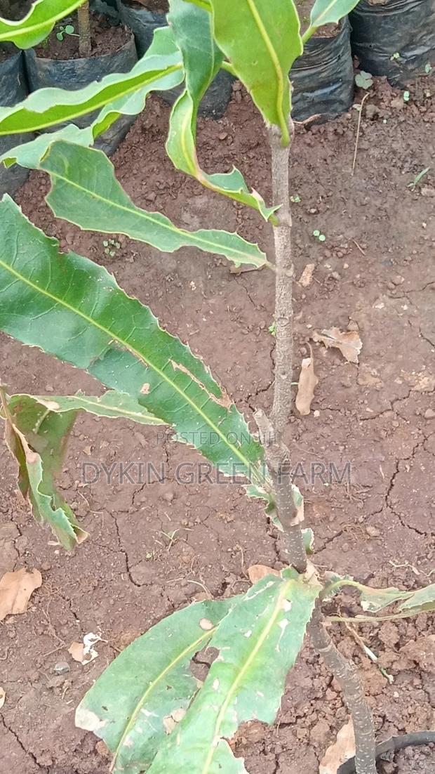 Grafted Macadamia Seedlings (Murang'a 20 Variety) - thumbnail 2