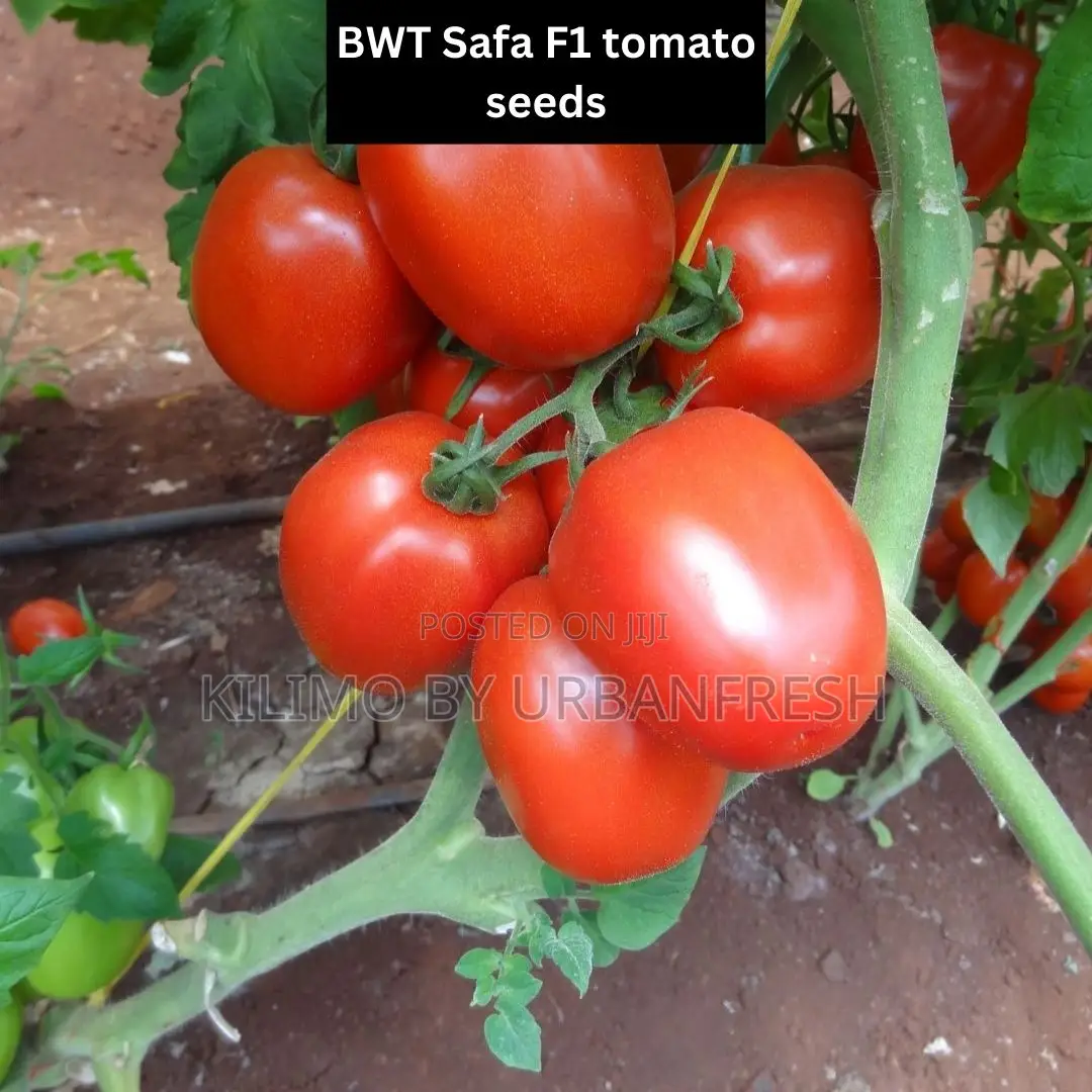 BWT Safa F1 Tomato Seeds 10g