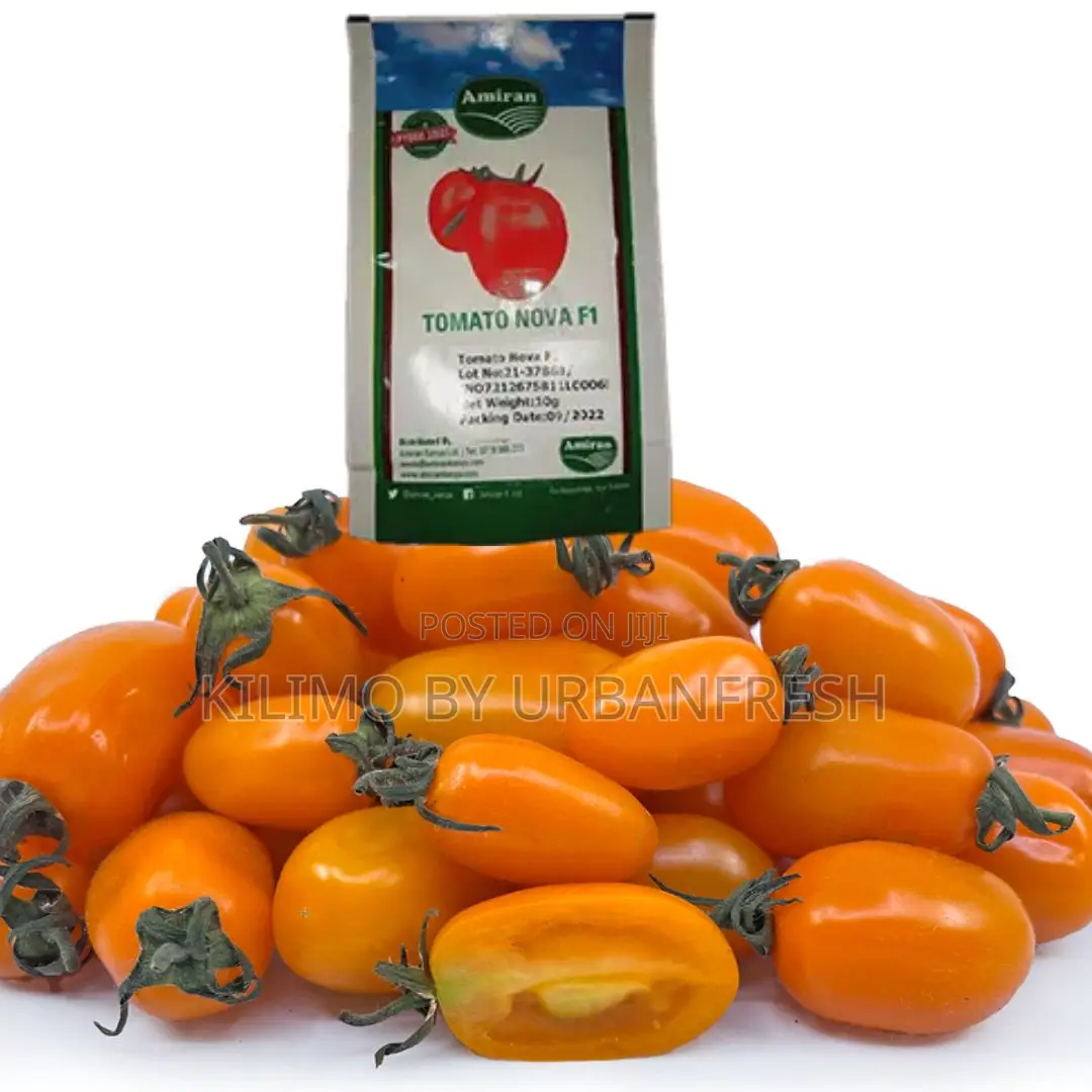 Nova F1 Tomato Seeds 10g