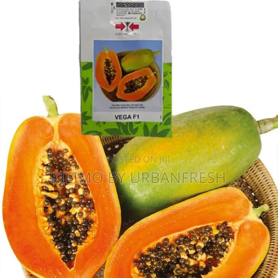 Vega F1 Papaya Seeds (10seeds)