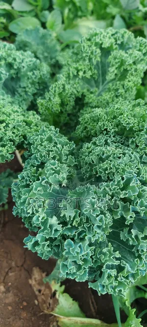 Curly Kales Seedlings [Non Acidic]