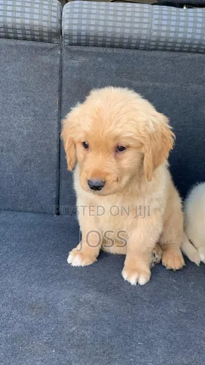 1-3 months Female Purebred Golden Retriever