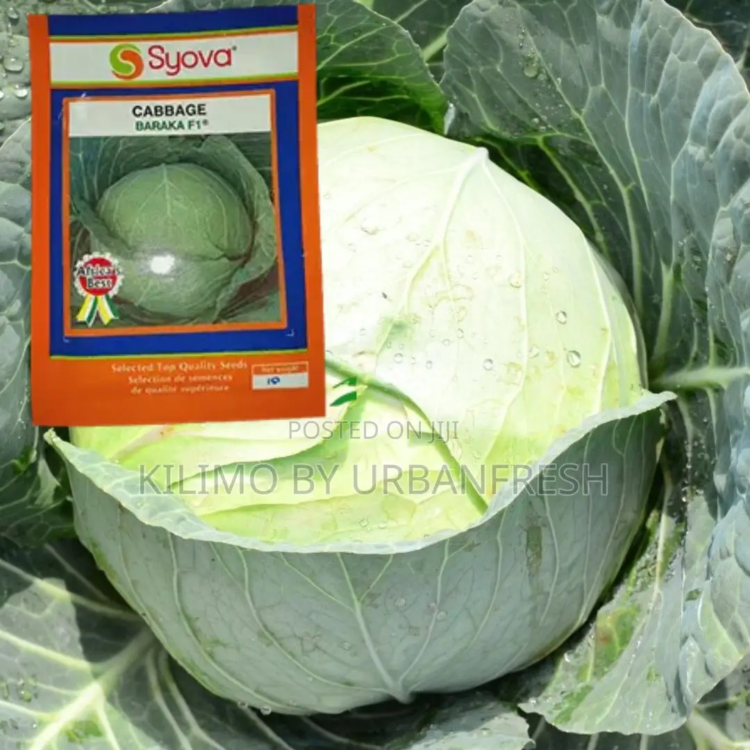 Cabbage Baraka F1 Seeds 25g