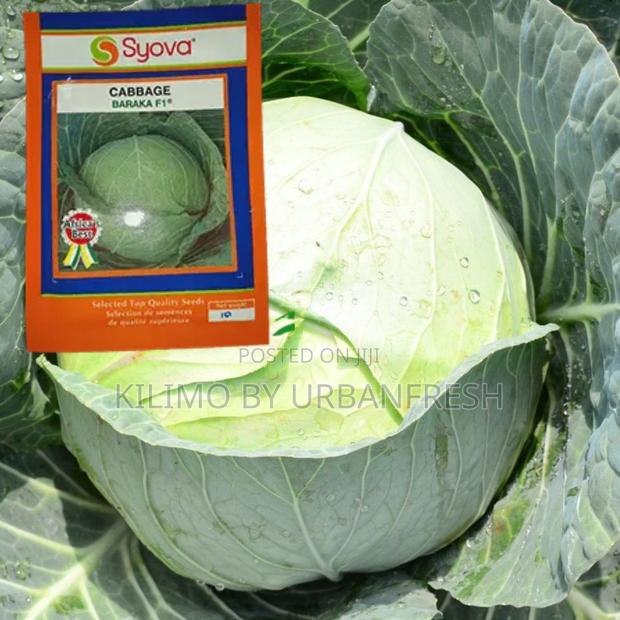 Cabbage Baraka F1 Seeds 25g