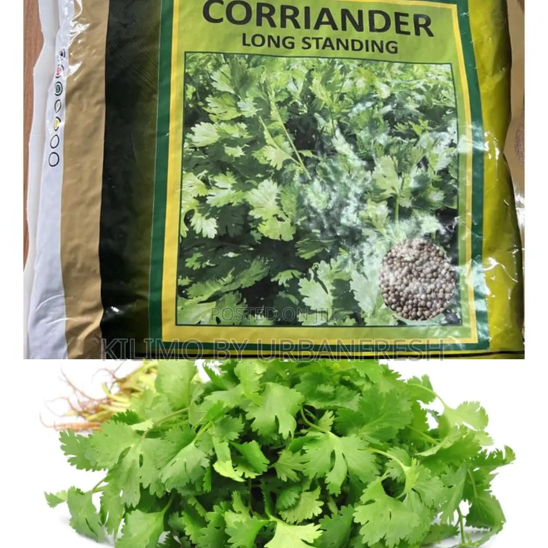 Dhania Longstanding Coriander Seeds (1 Kg)
