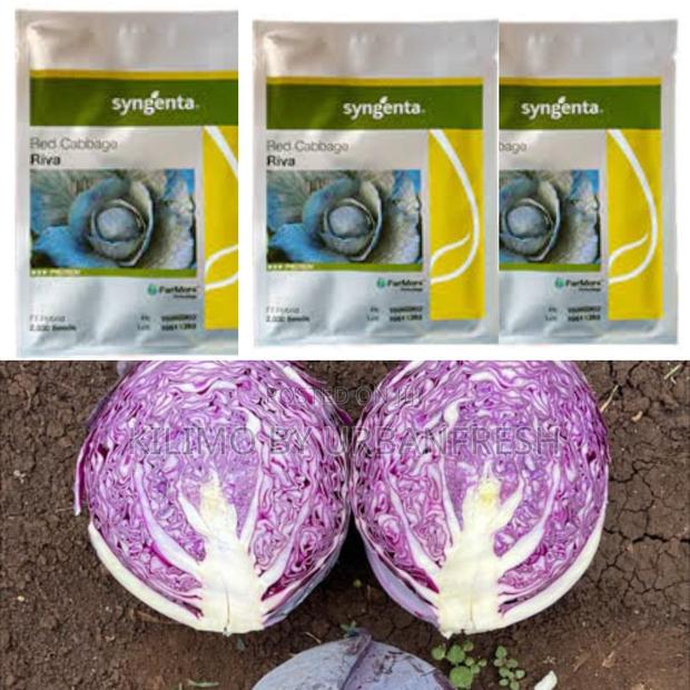 Riva F1 Red Cabbage Seeds (2500 Seeds)
