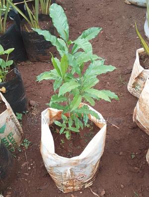 Elgon Teak Tree Seedling - main view
