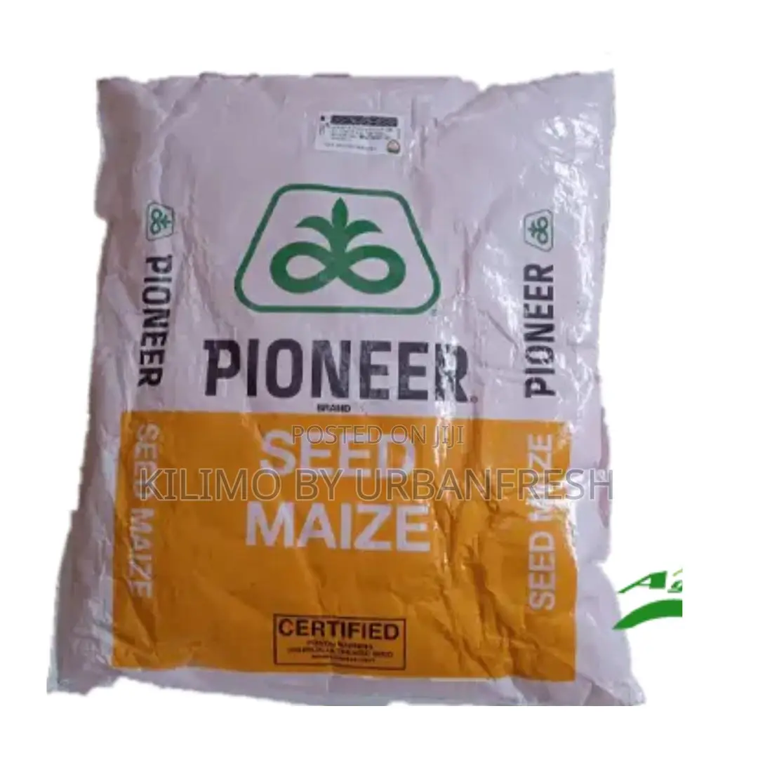 Pioneer PHB 3253 Maize Seeds 2kg