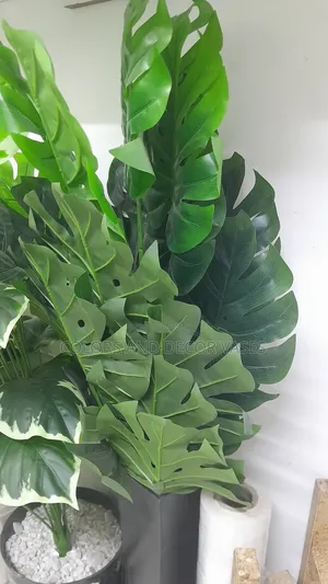 Monstera Plant Long With Many Leaves