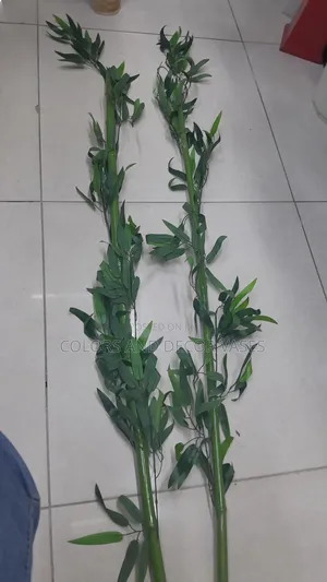 Bamboo Sticks 1.7m Long