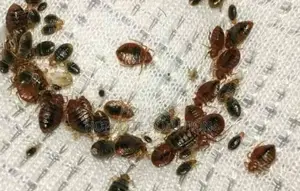Stubborn Bedbugs Fumigation