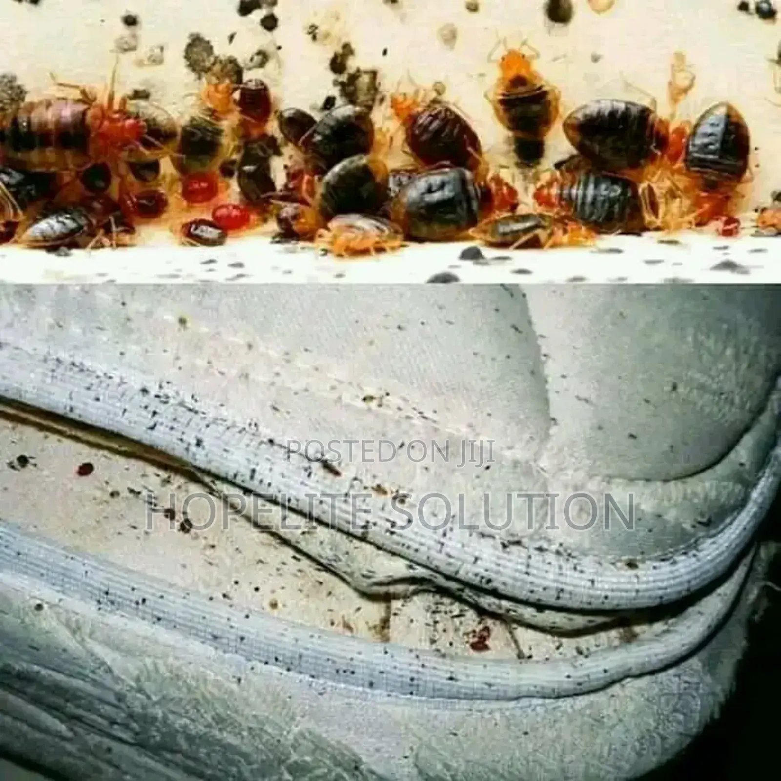 Deadly Bedbugs Fumigation
