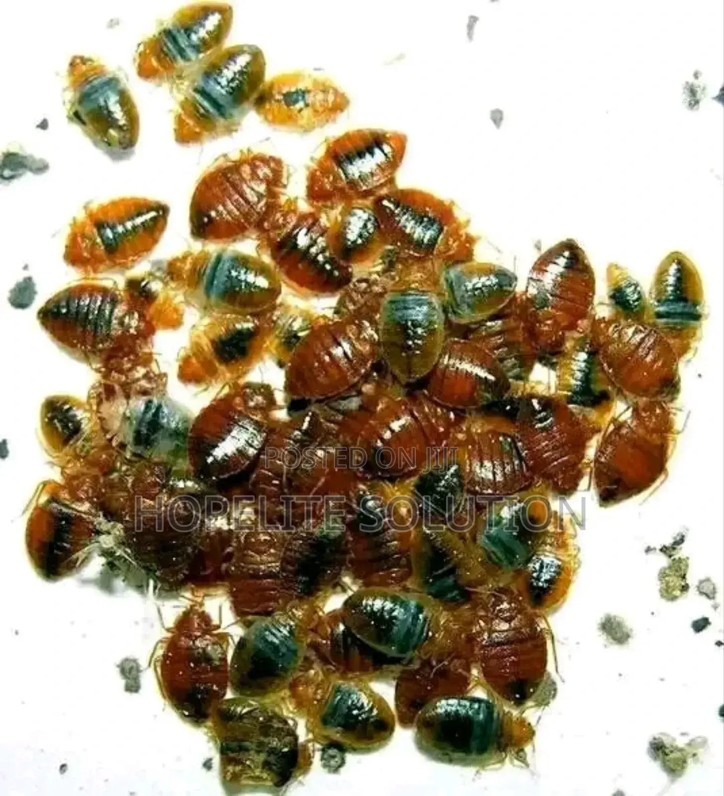 Bedbugs and Eggs Fumigation