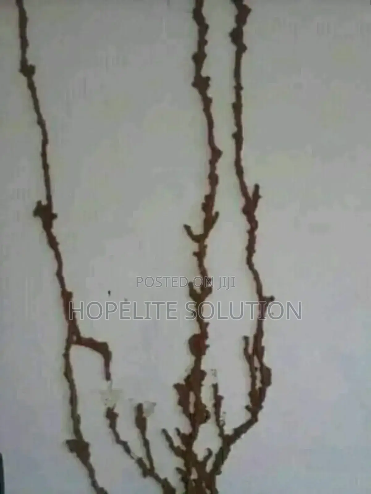 In-House Termites Pest Control Technician