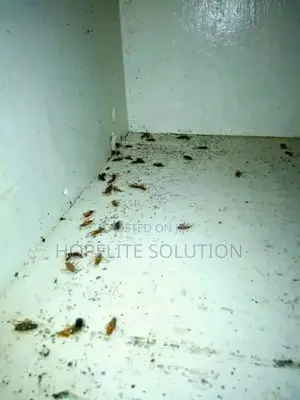 Night Time Cockroaches Extermination