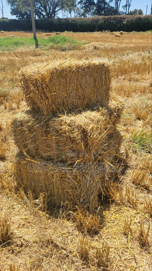 Barley/ Wheat Straws - main view