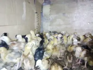 Naked Neck Tanbro 3 Week Old Chicks