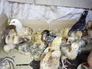 Naked Neck Tanbro 3 Week Old Chicks