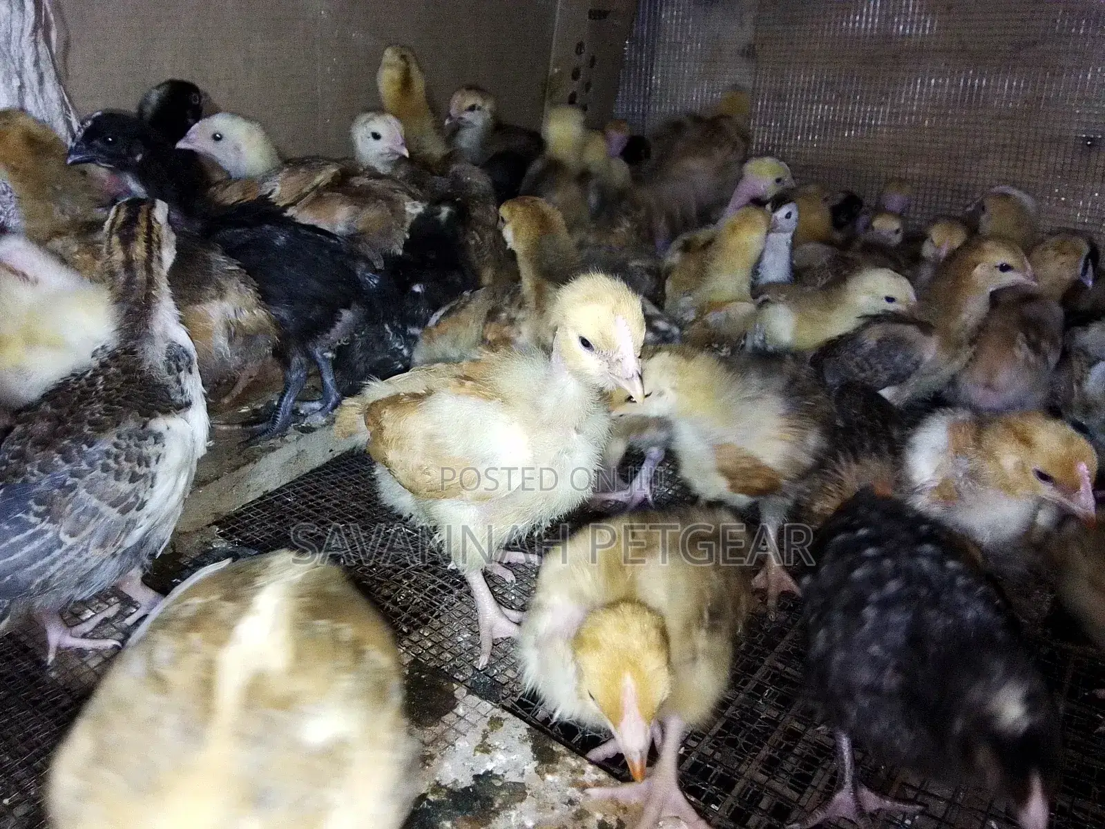 Naked Neck Tanbro 3 Week Old Chicks