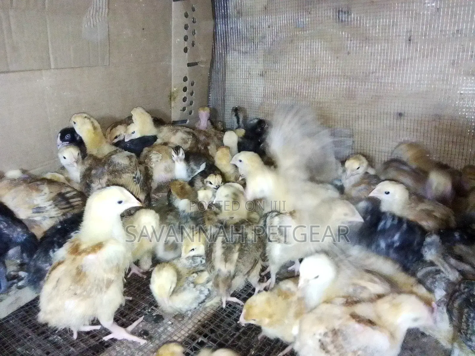Naked Neck Tanbro 3 Week Old Chicks