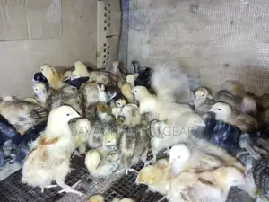 Naked Neck Tanbro 3 Week Old Chicks