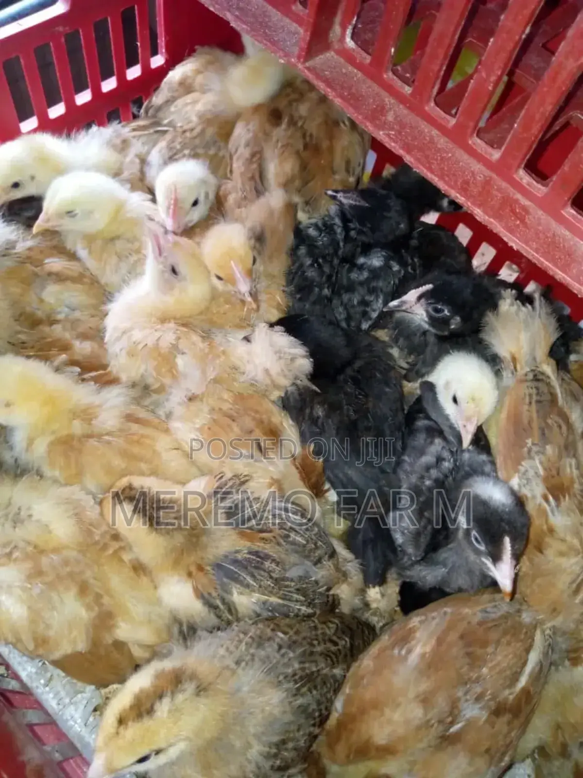 2 Weeks Old Kienyeji Improved F1 Chicks