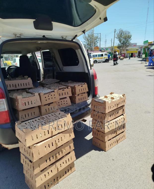 2 Weeks Old Kienyeji Improved F1 Chicks - thumbnail 3