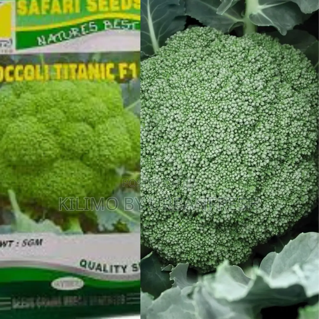 Brocolli Montop F1 Seeds (2500seeds)