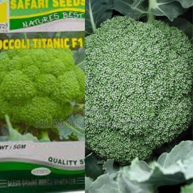 Brocolli Montop F1 Seeds (2500seeds)