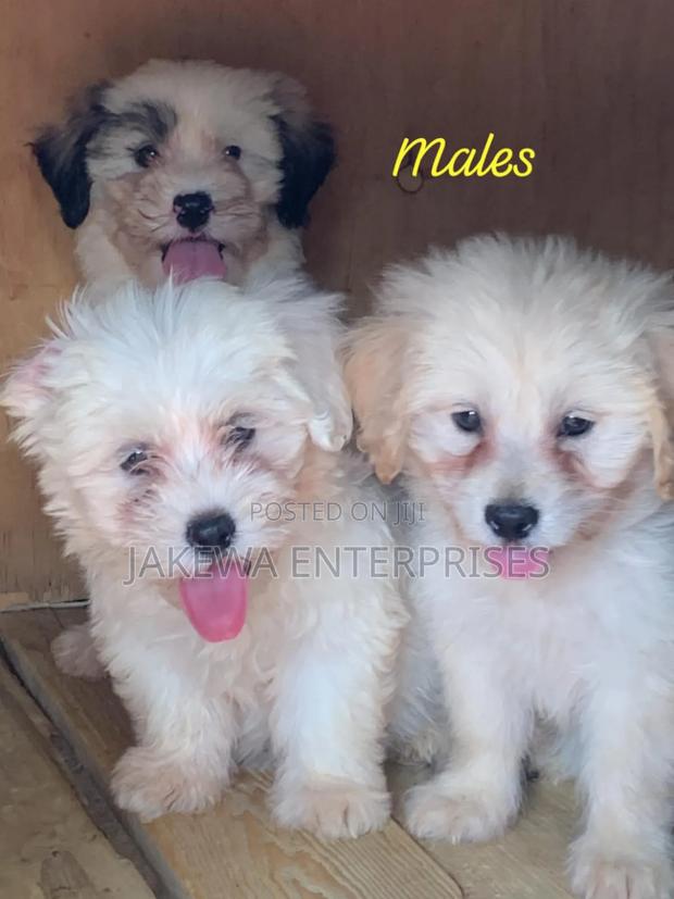 1-3 months Male Purebred Havanese - main view