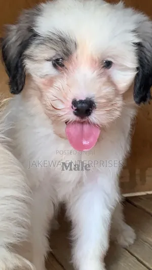 1-3 months Male Purebred Havanese