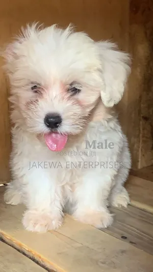 1-3 months Male Purebred Havanese