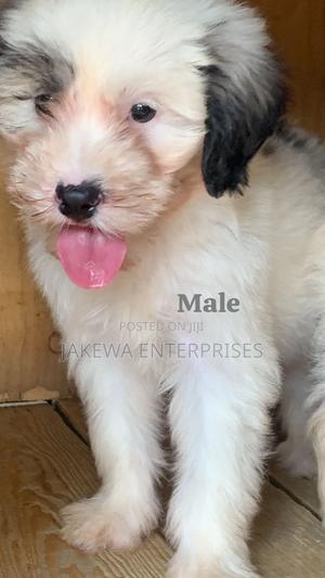 1-3 months Male Purebred Havanese - thumbnail 2