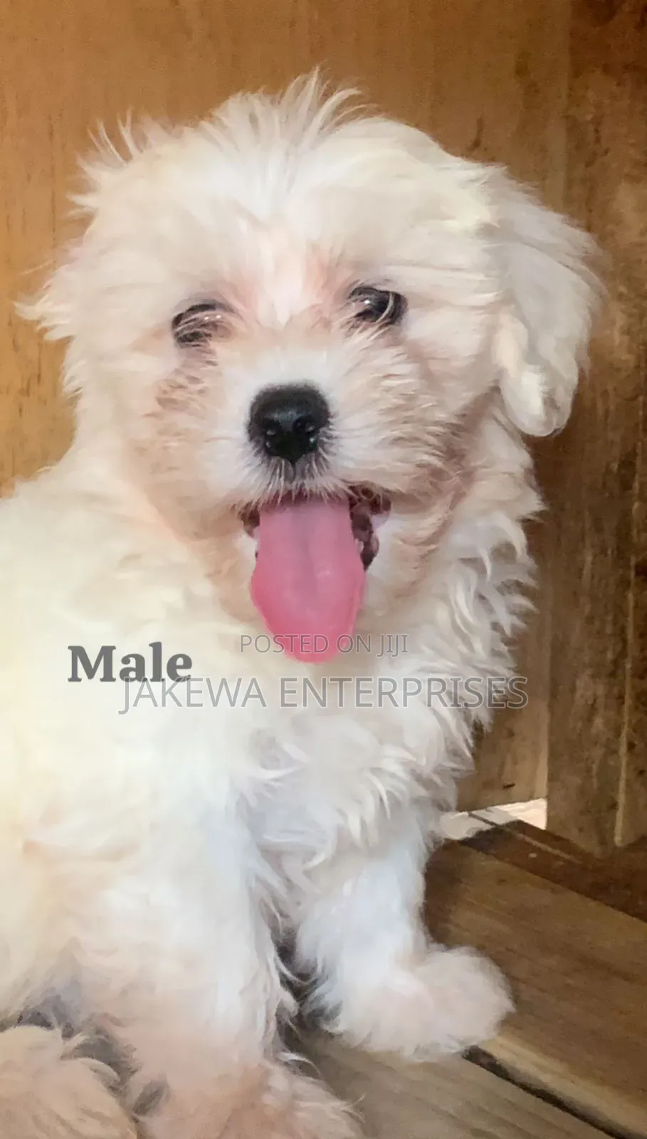 1-3 months Male Purebred Havanese