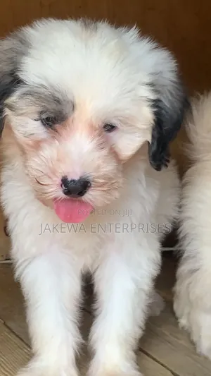 1-3 months Male Purebred Havanese