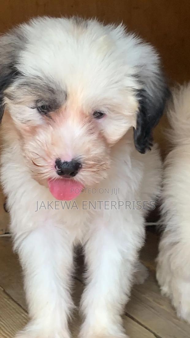 1-3 months Male Purebred Havanese - main view