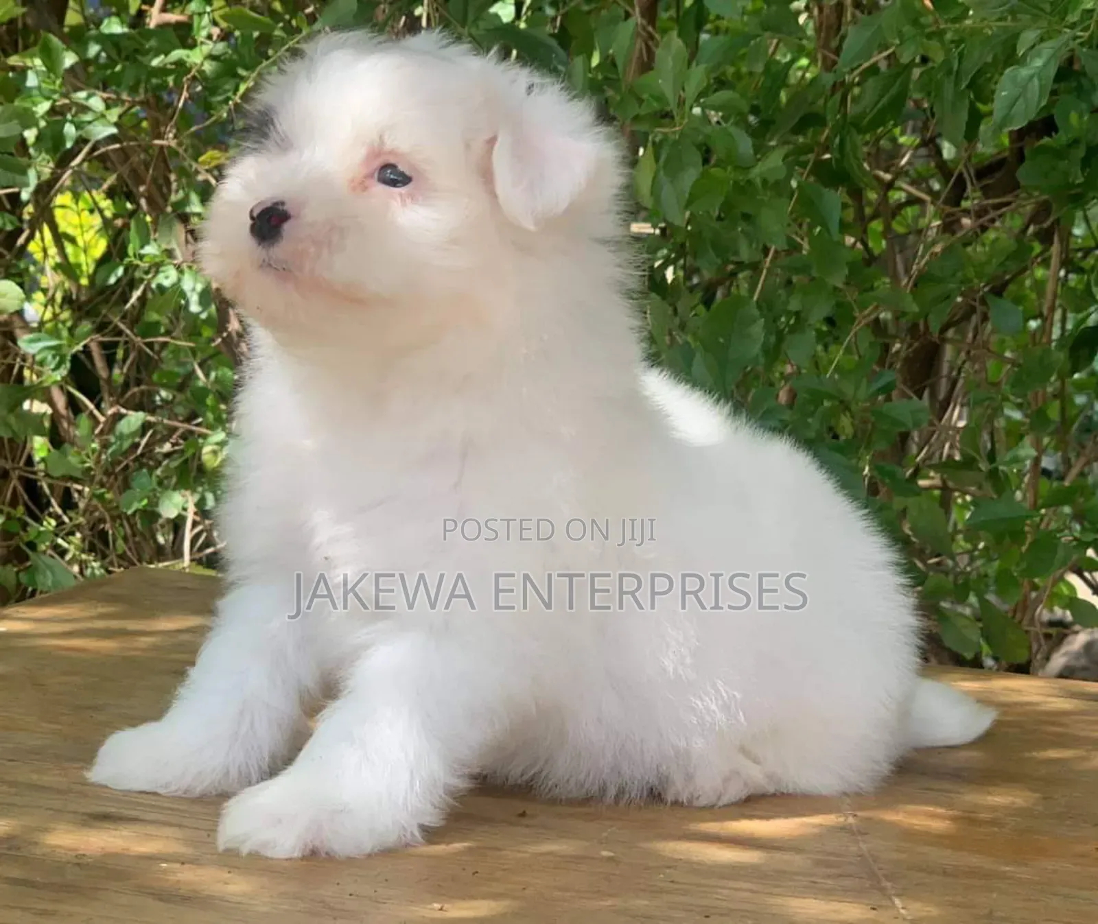 1-3 months Female Purebred Havanese