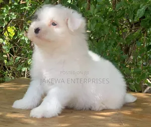 1-3 months Female Purebred Havanese