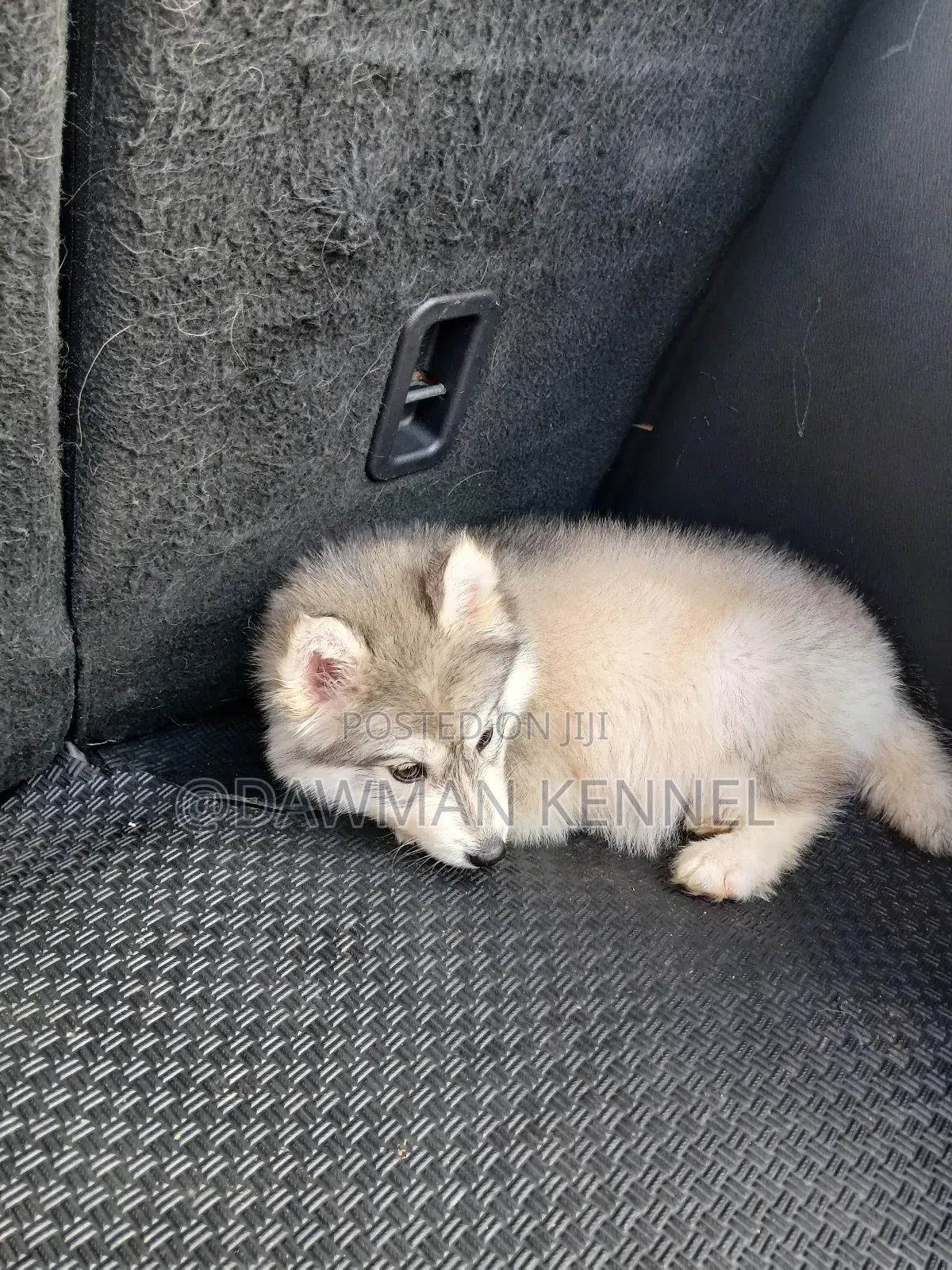 1-3 months Male Purebred Siberian Husky